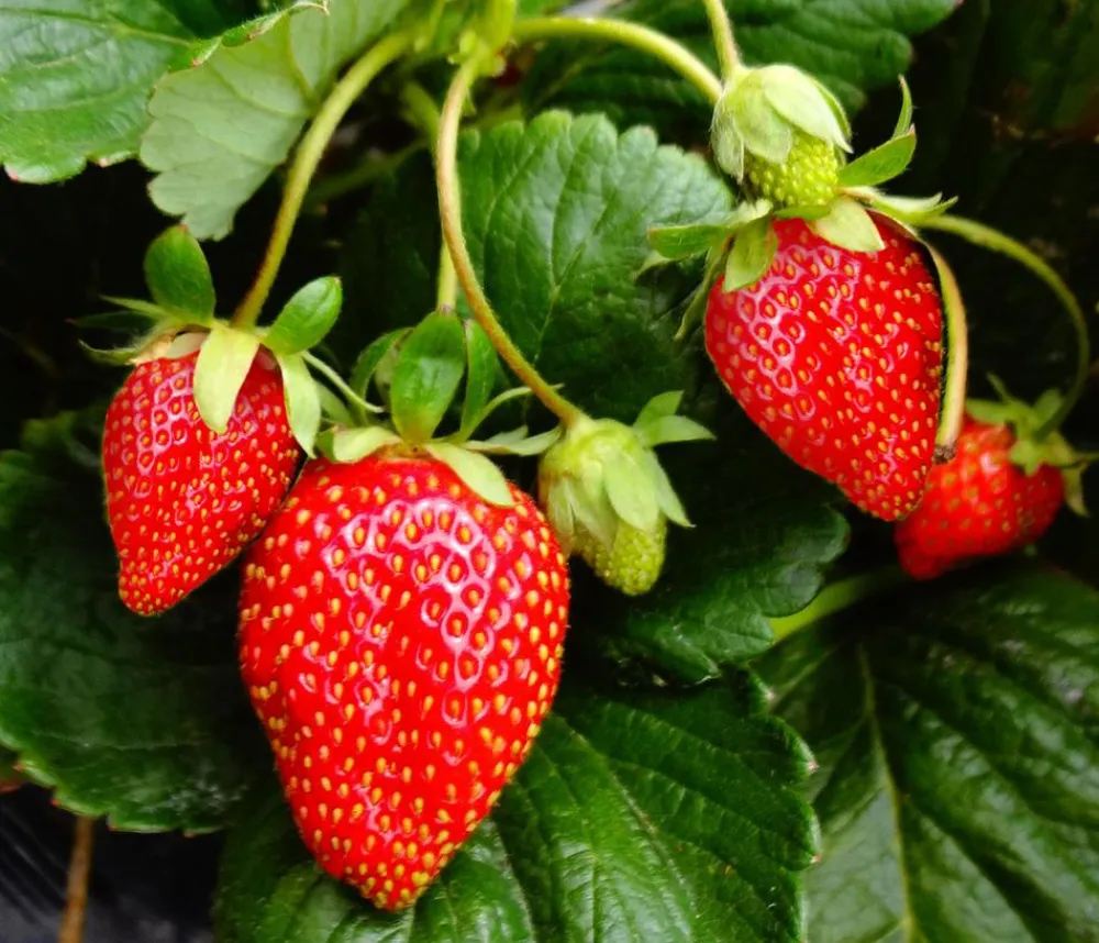 Dehner Erdbeer-Ernte Erdbeerpflanzen - Erdbeere 'Arabella' Rot