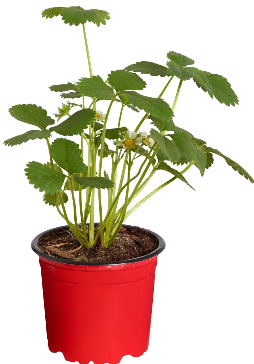 Dehner Erdbeer-Ernte Erdbeerpflanzen - Erdbeere 'Arabella' Rot