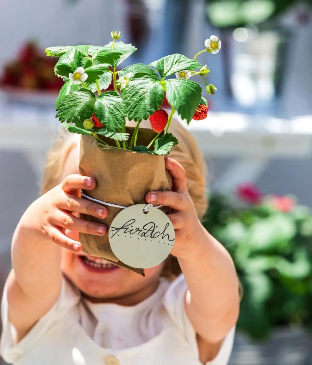 Dehner Erdbeer-Ernte Erdbeerpflanzen - Erdbeere 'Arabella' Rot