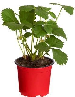 Dehner Erdbeer-Ernte Erdbeerpflanzen > Erdbeere 'Arabella', 4er-Set