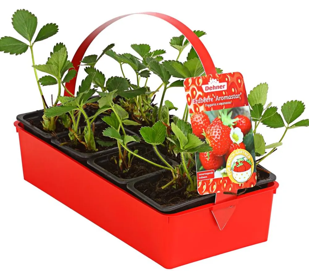 Dehner Erdbeer-Ernte Erdbeerpflanzen > Erdbeere 'Aromastar'
