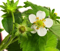 Dehner Erdbeer-Ernte Erdbeerpflanzen - Erdbeere 'Beerenwunder', 8er-Schale Rot