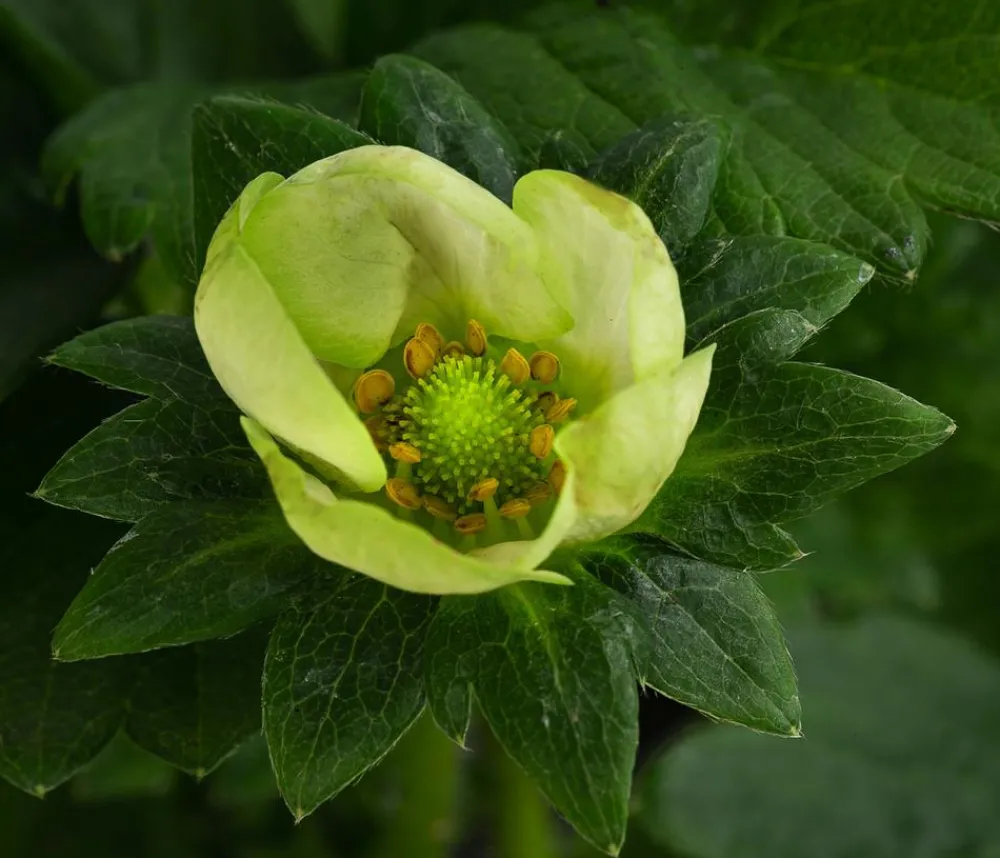 Dehner Erdbeer-Ernte Erdbeerpflanzen > Erdbeere 'Elan'