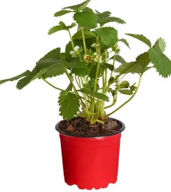 Dehner Erdbeer-Ernte Erdbeere 'Elan' Rot Clearance