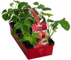 Dehner Erdbeer-Ernte Erdbeere 'Elianny', 8er-Schale Rot New