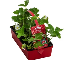 Dehner Erdbeer-Ernte Erdbeerpflanzen > Erdbeere 'Elsanta', 8er-Schale