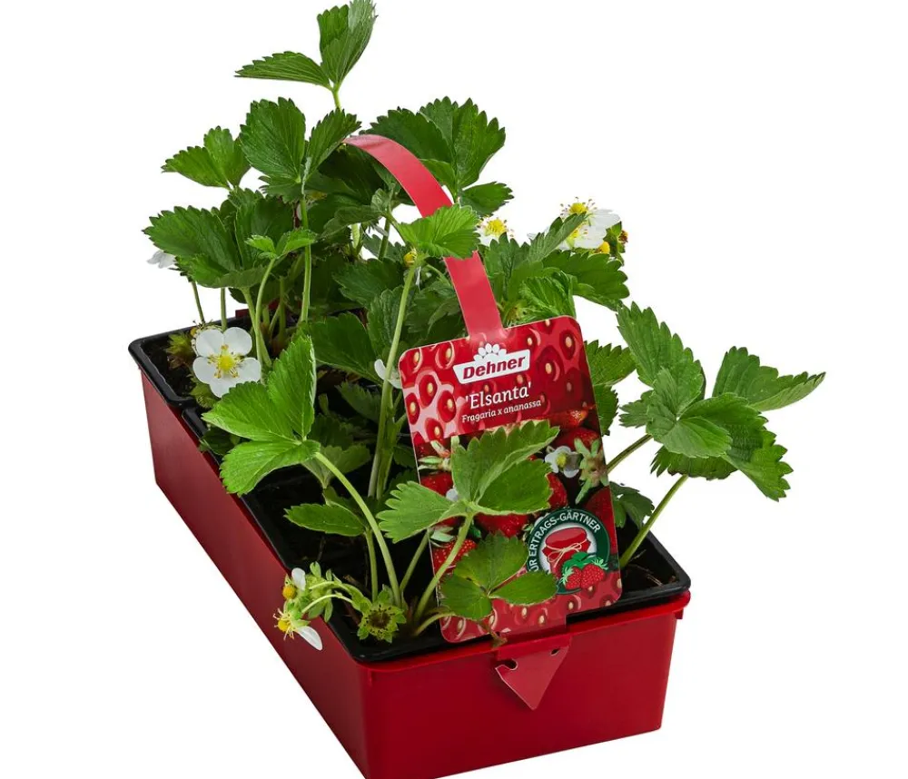 Dehner Erdbeer-Ernte Erdbeerpflanzen > Erdbeere 'Elsanta', 8er-Schale