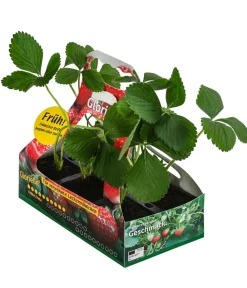 Dehner Erdbeer-Ernte Erdbeere 'Glorielle®', 6er-Schale Rot Sale