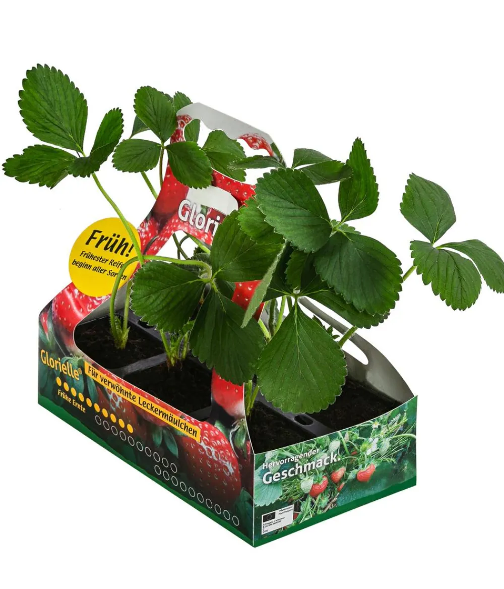Dehner Erdbeer-Ernte Erdbeere 'Glorielle®', 6er-Schale Rot Sale