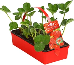 Dehner Erdbeer-Ernte Erdbeerpflanzen - Erdbeere 'Korona' Rot