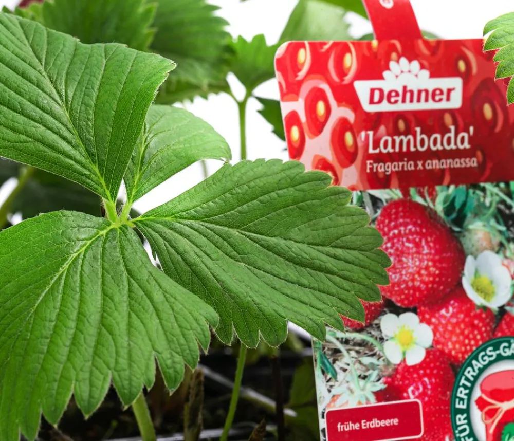 Dehner Erdbeer-Ernte Erdbeerpflanzen - Erdbeere 'Lambada', 8er-Schale Rot