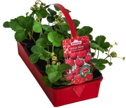 Dehner Erdbeer-Ernte Erdbeere 'Mieze Nova', 8er-Schale Rot Clearance