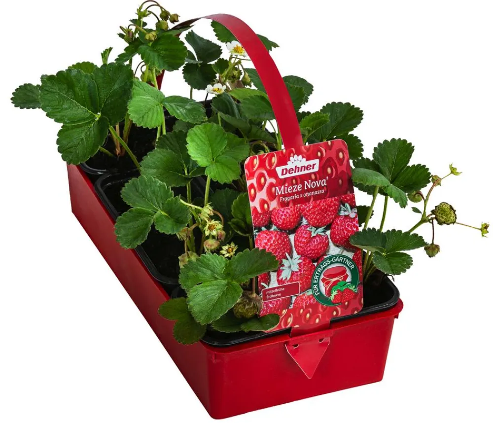 Dehner Erdbeer-Ernte Erdbeere 'Mieze Nova', 8er-Schale Rot Clearance