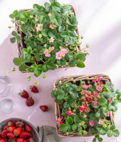 Dehner Erdbeer-Ernte Erdbeere 'Pink Princess' Rot Best