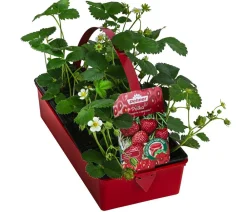 Dehner Erdbeer-Ernte Erdbeerpflanzen - Erdbeere 'Polka', 8er-Schale Rot