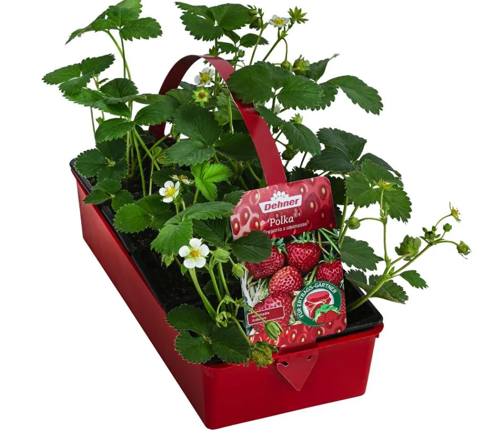 Dehner Erdbeer-Ernte Erdbeerpflanzen - Erdbeere 'Polka', 8er-Schale Rot