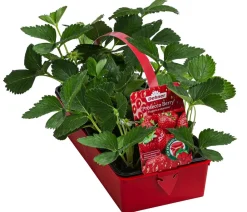 Dehner Erdbeer-Ernte Erdbeerpflanzen - Erdbeere 'Prosecco Berry', 8er-Schale Rot