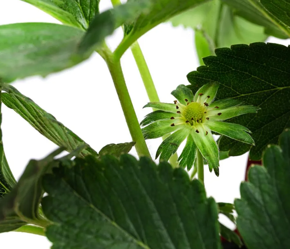 Dehner Erdbeer-Ernte Erdbeerpflanzen - Erdbeere 'Prosecco Berry', 8er-Schale Rot
