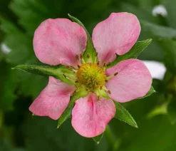 Dehner Erdbeer-Ernte Erdbeere 'Rosana®' Rot Best