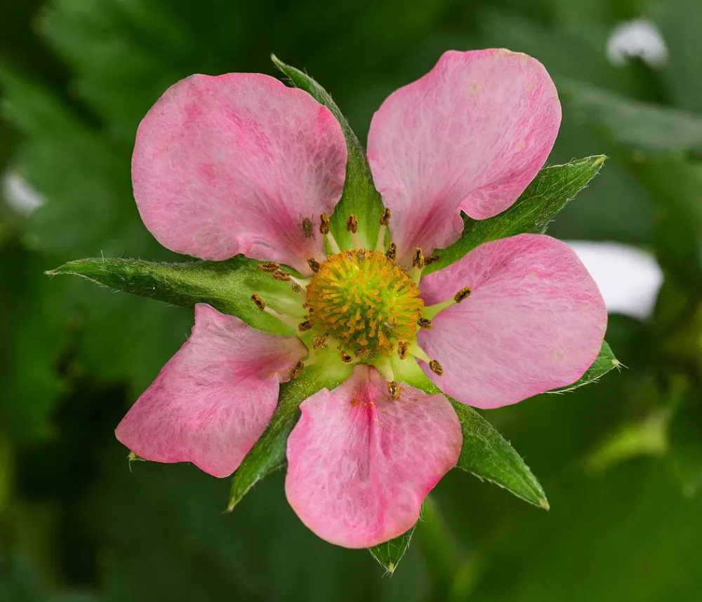 Dehner Erdbeer-Ernte Erdbeere 'Rosana®' Rot Best