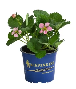 Dehner Erdbeer-Ernte Erdbeere 'Rosana®' Rot Best