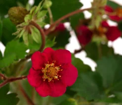Dehner Erdbeer-Ernte Erdbeerpflanzen|Gartengemüse > Erdbeere 'Summer Breeze Rose'