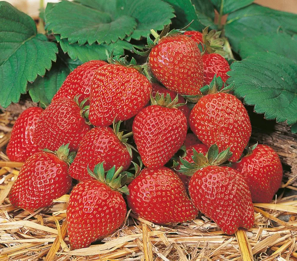 Dehner Erdbeer-Ernte Erdbeerpflanzen - Erdbeere 'Toscana' Rot