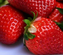 Dehner Erdbeer-Ernte Erdbeerpflanzen|Beeren-Sets > Erdbeer-Set Erdbeer-Sommer, 4 Sorten, 8er-Schale