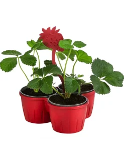 Dehner Erdbeer-Ernte Erdbeer-Trio Rot Hot