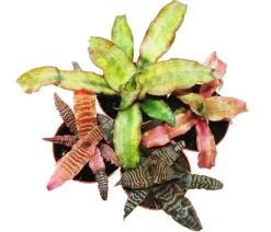 Dehner Bromelien|Zimmerpflanzen-Sets - Erdbromelien-Set - Cryptanthus, 4-teilig