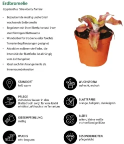Dehner Bromelien|Zimmerpflanzen-Sets - Erdbromelien-Set - Cryptanthus, 4-teilig