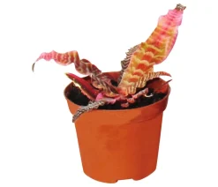 Dehner Bromelien|Zimmerpflanzen-Sets - Erdbromelien-Set - Cryptanthus, 4-teilig