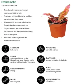 Dehner Bromelien|Zimmerpflanzen-Sets - Erdbromelien-Set - Cryptanthus, 4-teilig
