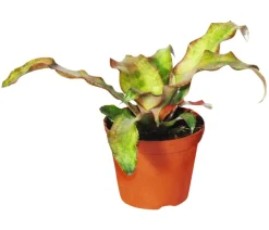 Dehner Bromelien|Zimmerpflanzen-Sets - Erdbromelien-Set - Cryptanthus, 4-teilig