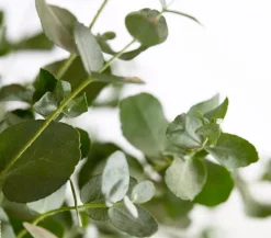 Dehner Terrassenpflanzen|Eukalyptus > Eukalyptus, Busch
