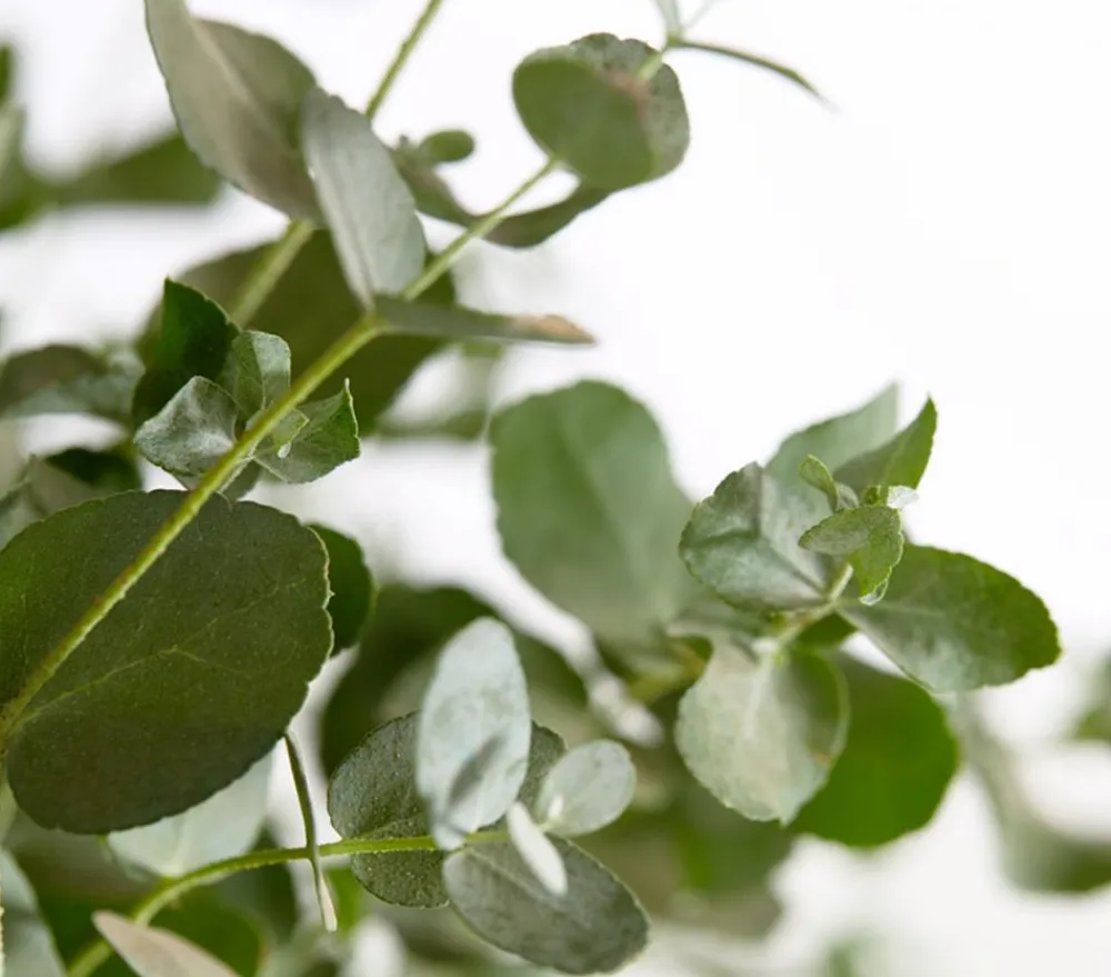 Dehner Terrassenpflanzen|Eukalyptus > Eukalyptus, Busch
