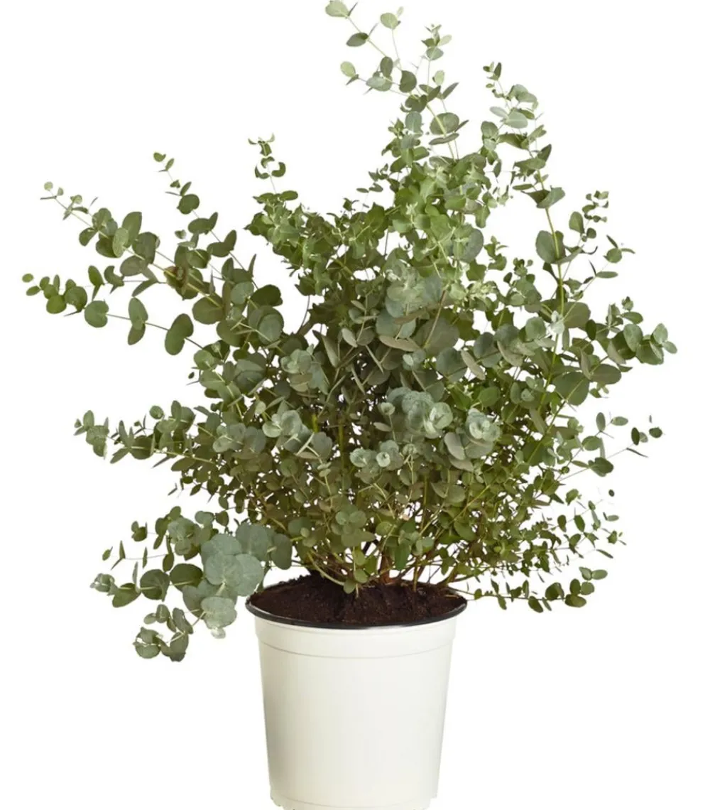 Dehner Terrassenpflanzen|Eukalyptus > Eukalyptus, Busch