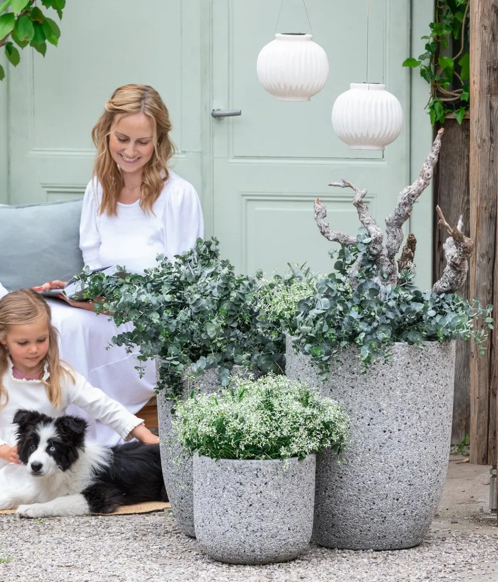 Dehner Terrassenpflanzen|Eukalyptus > Eukalyptus, Busch