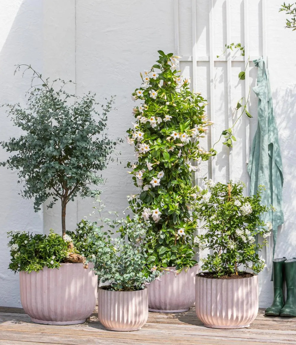 Dehner Terrassenpflanzen|Eukalyptus > Eukalyptus, Busch