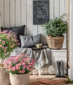 Dehner Terrassenpflanzen|Eukalyptus > Eukalyptus, Busch