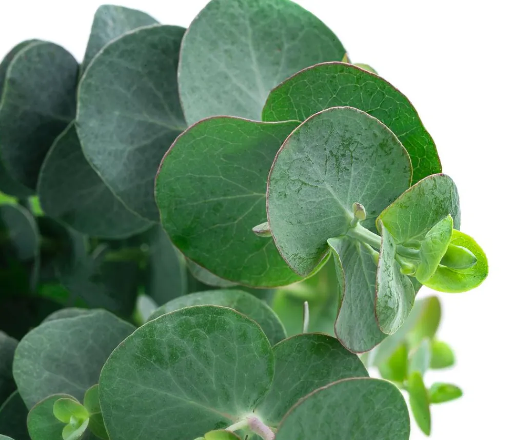 Dehner Terrassenpflanzen|Eukalyptus > Eukalyptus, Busch
