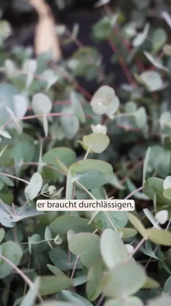Dehner Terrassenpflanzen|Eukalyptus > Eukalyptus, Busch