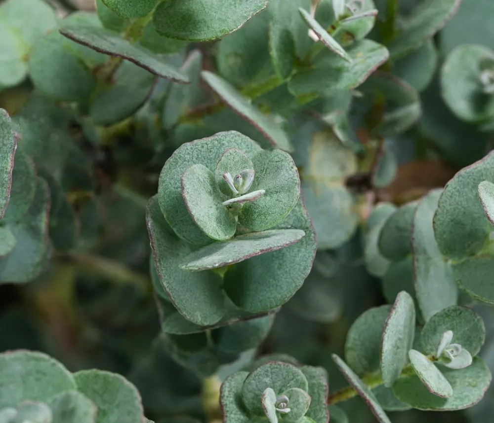 Dehner Eukalyptus, Busch Discount