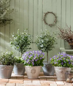 Dehner Eukalyptus, Busch Discount