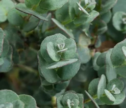 Dehner Terrassenpflanzen|Eukalyptus - Eukalyptus, Busch