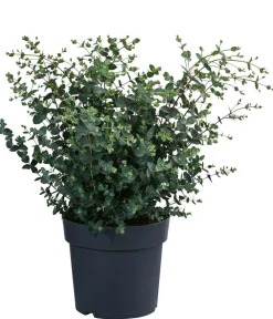 Dehner Terrassenpflanzen|Eukalyptus - Eukalyptus, Busch