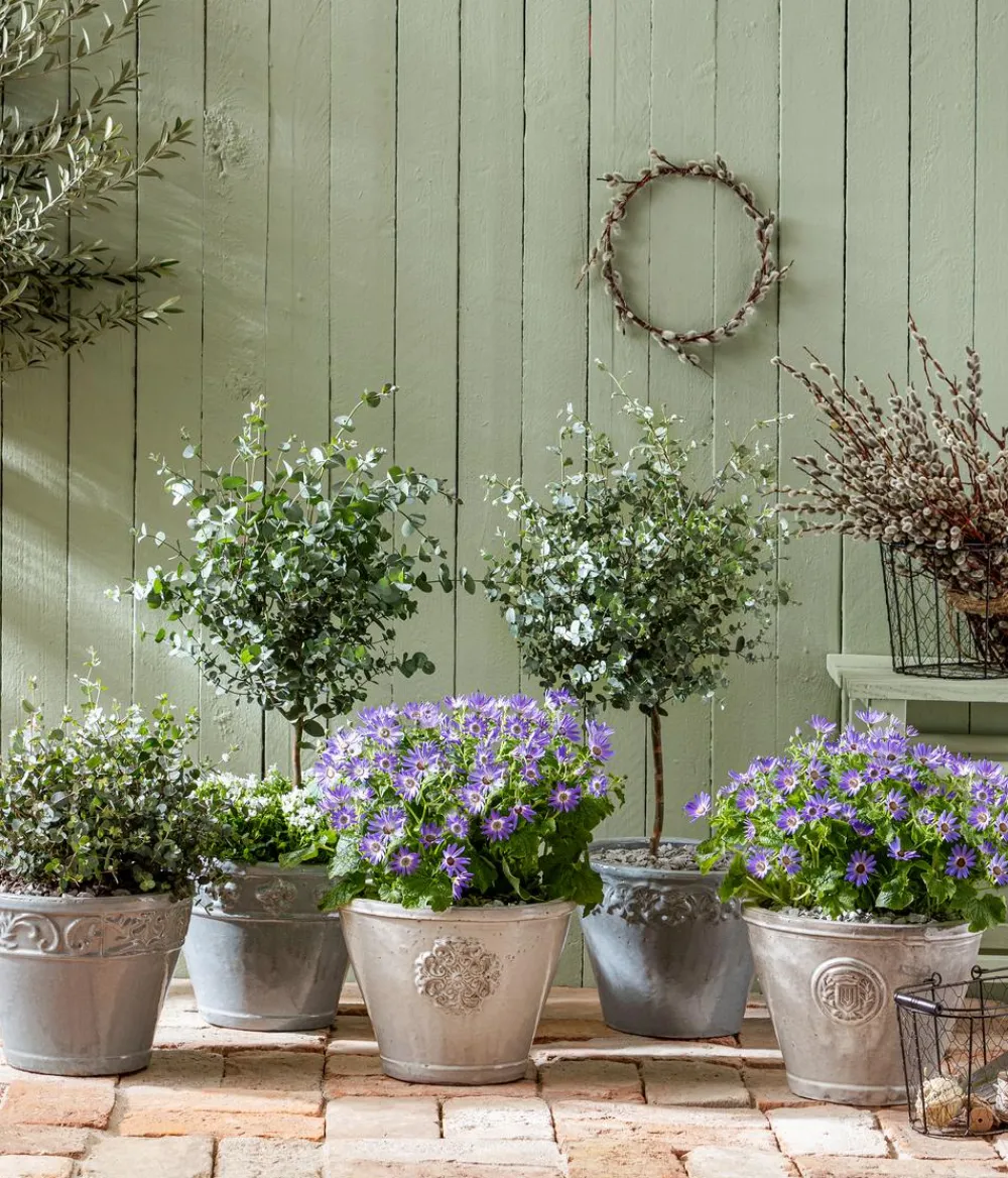 Dehner Terrassenpflanzen|Eukalyptus - Eukalyptus, Busch