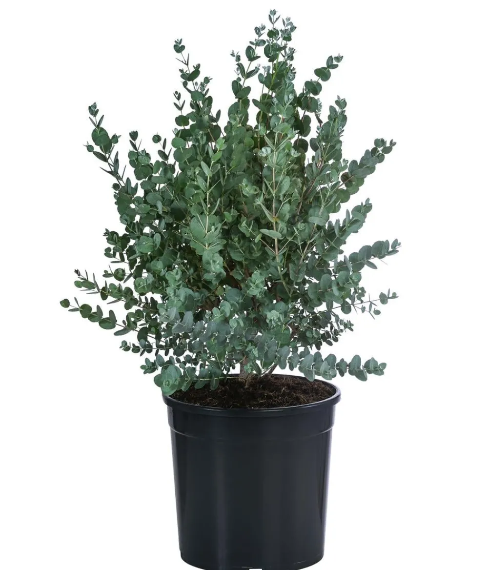 Dehner Terrassenpflanzen|Eukalyptus - Eukalyptus, Busch