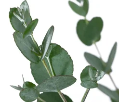 Dehner Terrassenpflanzen|Eukalyptus - Eukalyptus, Busch