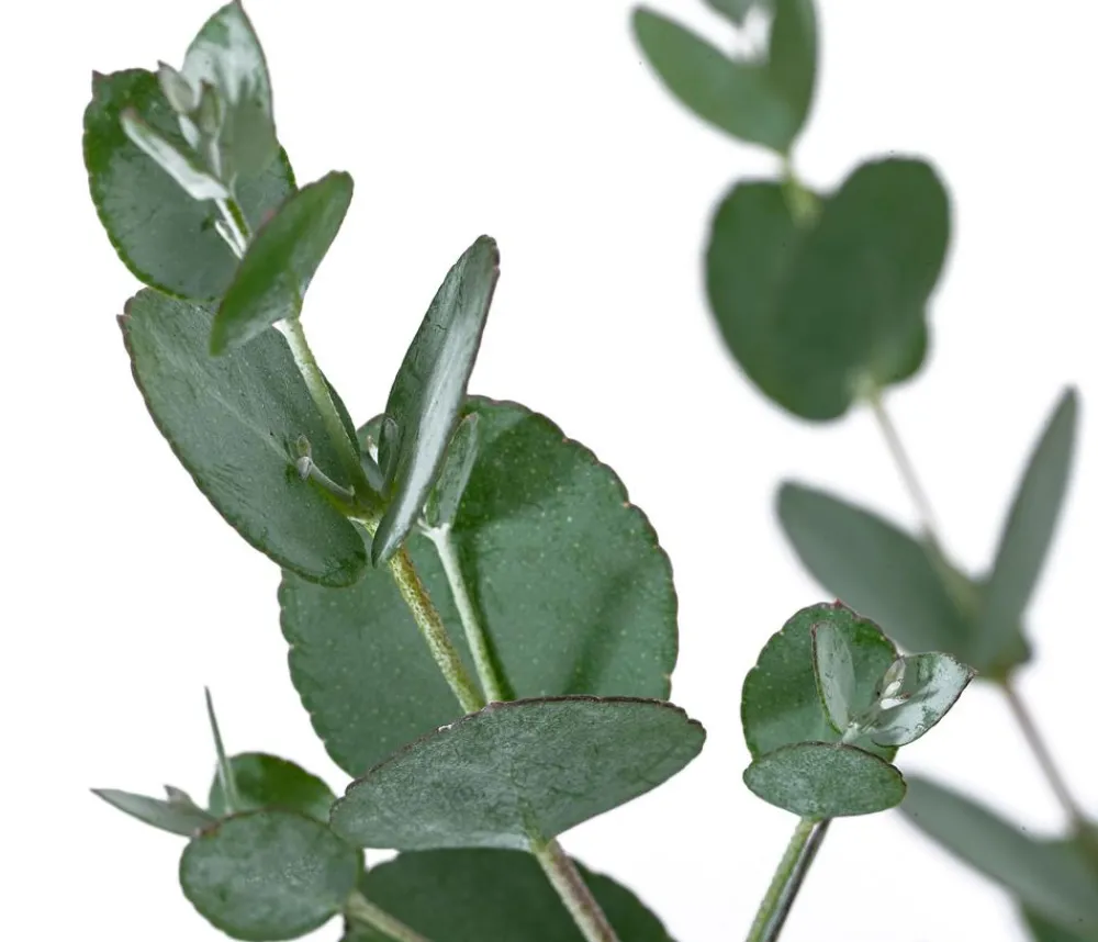 Dehner Terrassenpflanzen|Eukalyptus - Eukalyptus, Busch